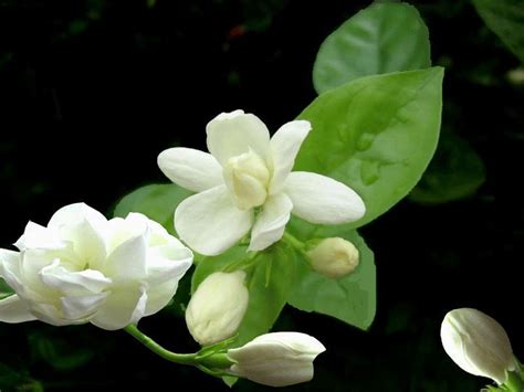 茉莉花 顏色|茉莉花(木樨科素馨屬植物):形態特徵,主要品種,單瓣茉莉,雙瓣茉莉,。